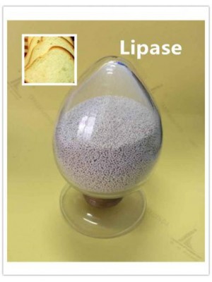 Lipase Enzyme