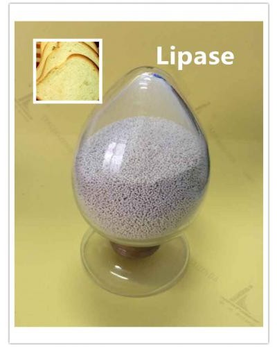 Lipase Enzyme