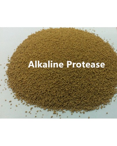 Alkaline Protease