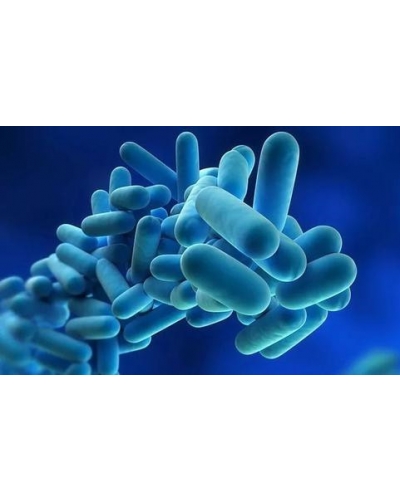Probiotics Powder Lists