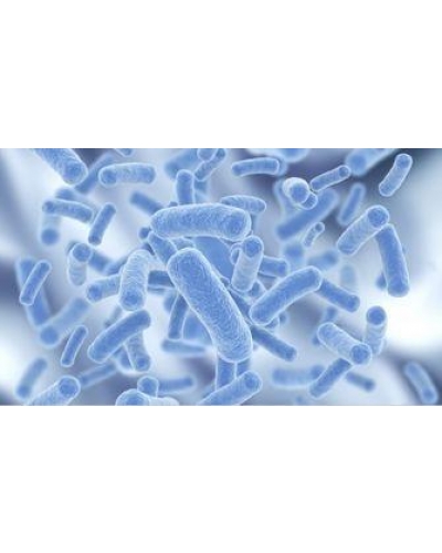 Probiotics Compound Powder/Tablet/Capsule OEM or ODM