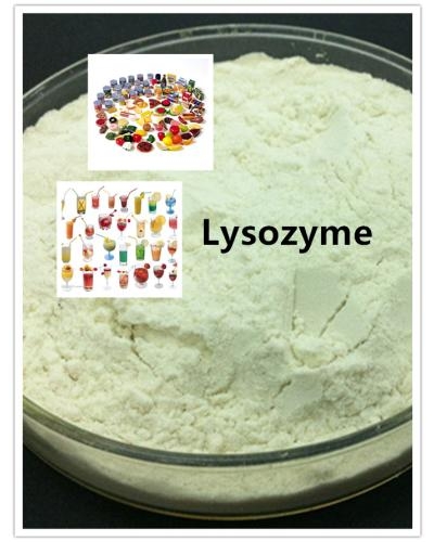 Enzyme Lysozyme