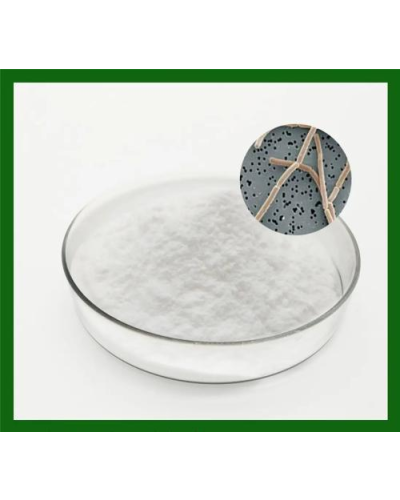 Lactobacillus Bulgaricus